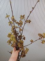 Клен ветки живые для декора SR1290 купить в Москве
