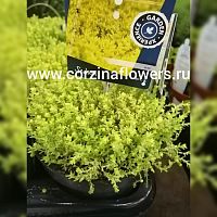 Седум Еллоу Квин суккулент KR15 купить в Москве