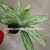 Аглаонема Сильвер Квин KR161 купить в Москве