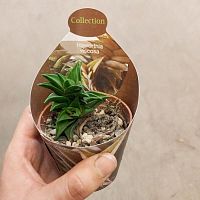 Хавортия Вискоза суккулент KR3775 купить в Москве