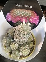 Маммиллярия Шиде Гиселае кактус KR1304 купить в Москве