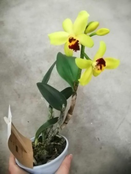 Каттлея желто-зеленая орхидея 12см