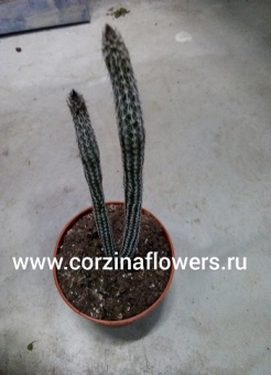  Кактус Вилкоксия Позельгера https://corzinaflowers.ru/catalog/komnatnye_rasteniya_i_tsvety/913/
