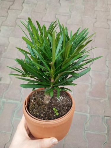 Подокарпус в керамике KM1095 купить в Москве