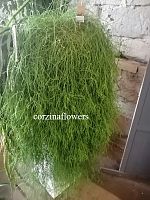 Рипсалис Кассута 80-100см KR1620 купить в Москве