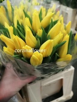 Тюльпаны желтые Стронг Голд срезка https://corzinaflowers.ru/catalog/bukety_iz_tsvetov_fruktov_ovoshchey_i_dr/srezannye_tsvety/tyulpany_srezannye/6370/