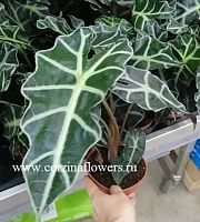 Алоказия Полли — изумительное растение с характером KR32 купить в Москве