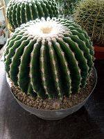 Эхинокактус Грузони Инермис кактус KR3806 купить в Москве