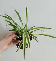 Хлорофитум хохлатый KR4098 купить в Москве