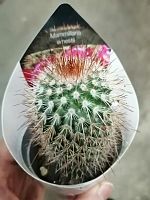 Маммиллярия Эрнести кактус KR3106 купить в Москве