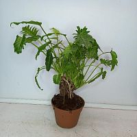 Филодендрон Ксанаду на стволе KR3579 купить в Москве