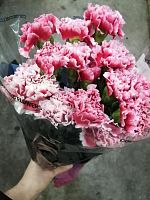 Гвоздика Маракуя срезка SR891 купить в Москве