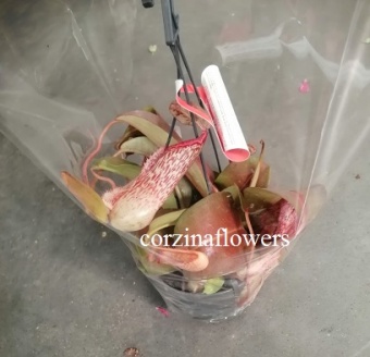 Непентес Миранда подвесной хищное растение KR1377 купить в Москве