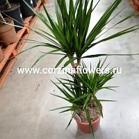Драцена маргината 3 ств 100-120 см KR664 купить в Москве