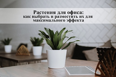 Растения для офиса: как выбрать и разместить их для максимального эффекта