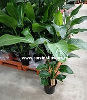 Стрелиция Николая без цветов 100-120 см DZ2 купить в Москве