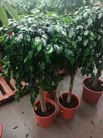 Фикус Даниэль штамб 120-130см KR2596 купить в Москве
