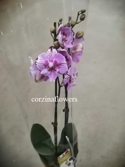 Фаленопсис биг лип орхидея О281 https://corzinaflowers.ru/catalog/komnatnye_rasteniya_i_tsvety/orkhidei_komnatnye/orkhideya_falenopsis/4638/