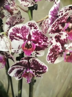 Орхидея Фаленопсис гибрид