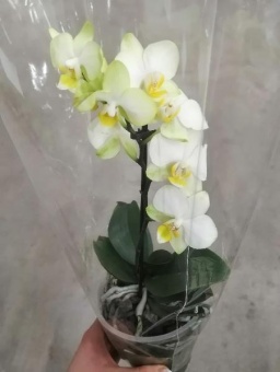 Фаленопсис гибрид орхидея О477 купить в Москве