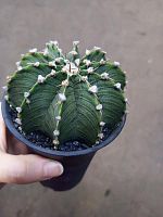 Гимнокалициум Грин Страйп  KR4049 купить в Москве