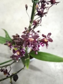 Онцидиум гибрид орхидея 9см