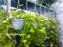 Эпипремнум, сциндапсус Голден Потос подвесной KR2417 купить в Москве