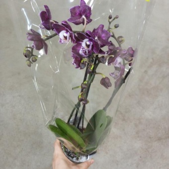 Орхидея Фаленопсис Юкка https://corzinaflowers.ru/catalog/komnatnye_rasteniya_i_tsvety/orkhidei_komnatnye/orkhideya_falenopsis/5835/