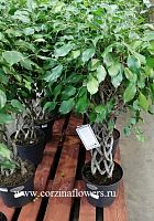 Фикус бенжамина Экзотика решетка 90-110 KR980 купить в Москве