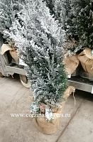 Кипарисовик Эльвуди с шишкой на Новый год KM132 купить в Москве