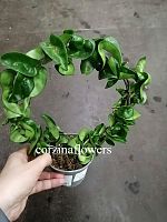 Хойя Компакта на ободе DZ492 купить в Москве