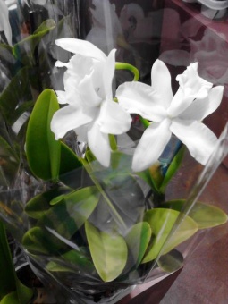 Орхидея Каттлея белая  12см