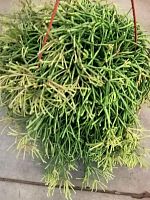 Рипсалис Изи Свити подвесной кактус KR3225 купить в Москве