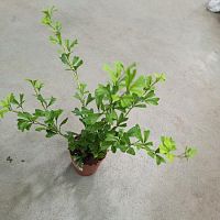 Шеффлера Триангулярис KR3415 купить в Москве