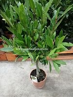 Лавр штамбовый 60-70 см KR675 купить в Москве