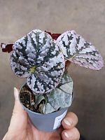 Бегония рекс Чайо KR4067 купить в Москве