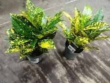Кодиеум (Кротон) Голд Даст на штамбе 15-20 см KR2509 купить в Москве