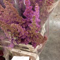 Астильба Меджи дели срезка SR1173 купить в Москве