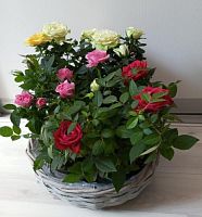 Розы горшечные в серой корзине KM1071 купить в Москве