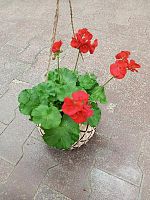 Герань в кашпо подвесном Грин Арт KM1105 купить в Москве