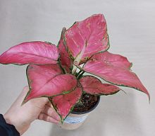 Аглаонема Бьюти Ред KR4069 купить в Москве