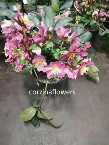 Хелеборус (Морозник) в большом горшке OG909 Хелеборус (Морозник) в большом горшке OG909 купить в Москве