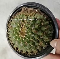Кактус Маммиллярия Маркса KR916 купить в Москве