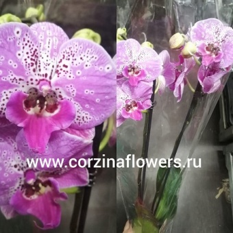 Фаленопсис гибрид 109 https://corzinaflowers.ru/catalog/komnatnye_rasteniya_i_tsvety/1677/