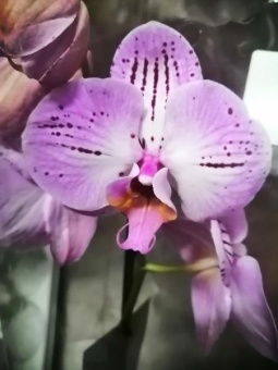 Фаленопсис гибрид орхидея О542