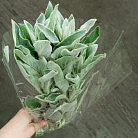 Стахис срезка SR1149 купить в Москве