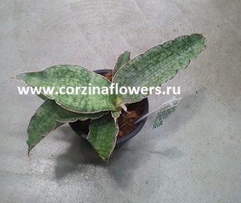 Сансевиерия Крики Сильвер блю 9 https://corzinaflowers.ru/catalog/komnatnye_rasteniya_i_tsvety/1486/