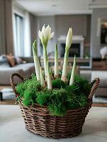 Ирис в корзине Рями KM779 купить в Москве