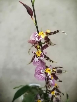 Онцидиум Титанум Трежер орхидея 9см