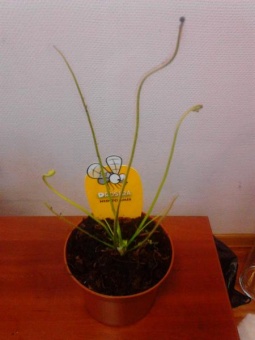 Дросера Нидиформис растение хищник  8см